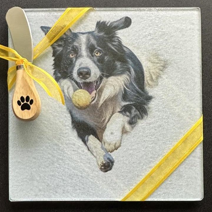 Border Collie with Ball